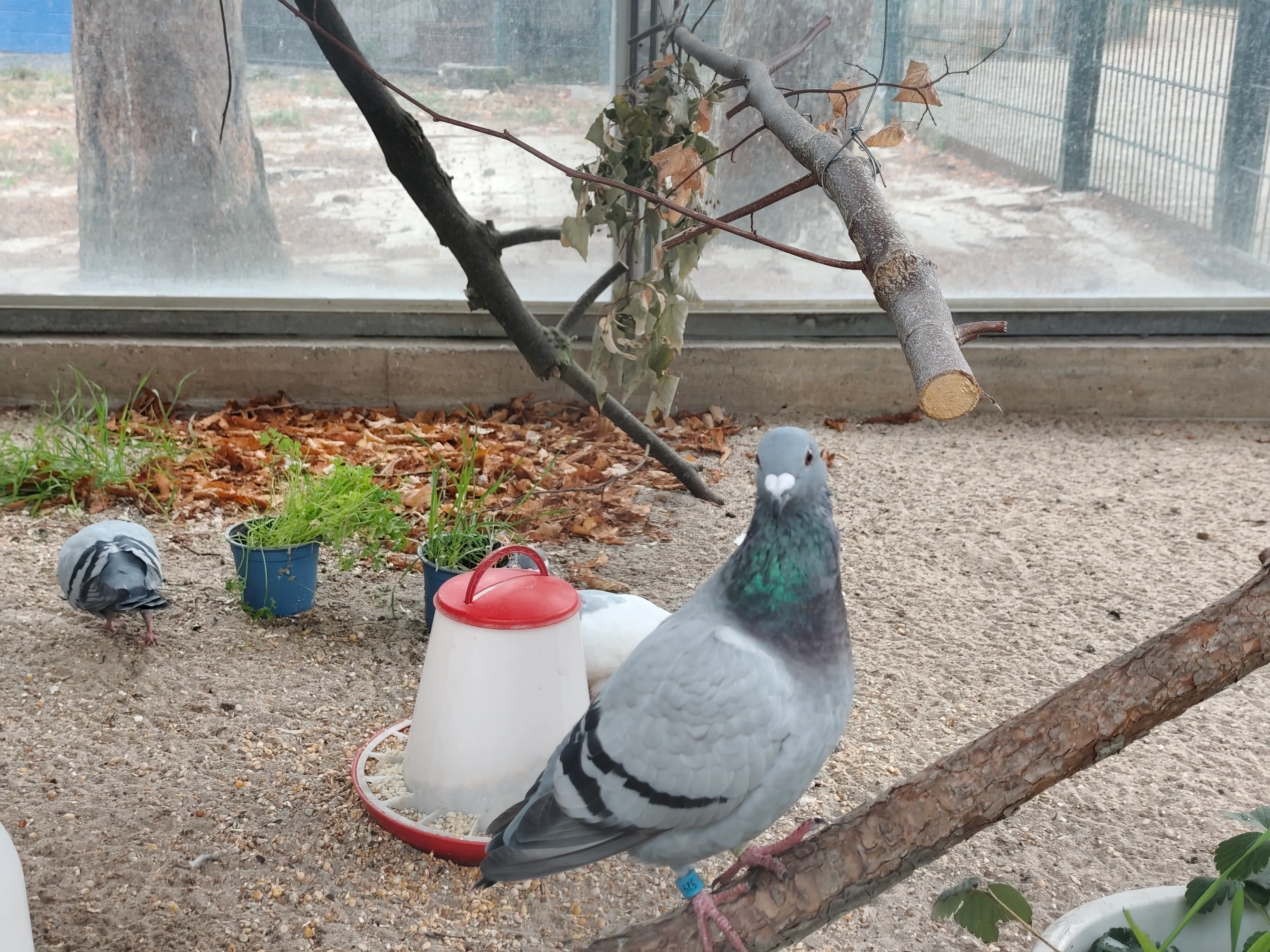 Taubenstation & Yokohama-Rasse (Columba livia & Yokohama)