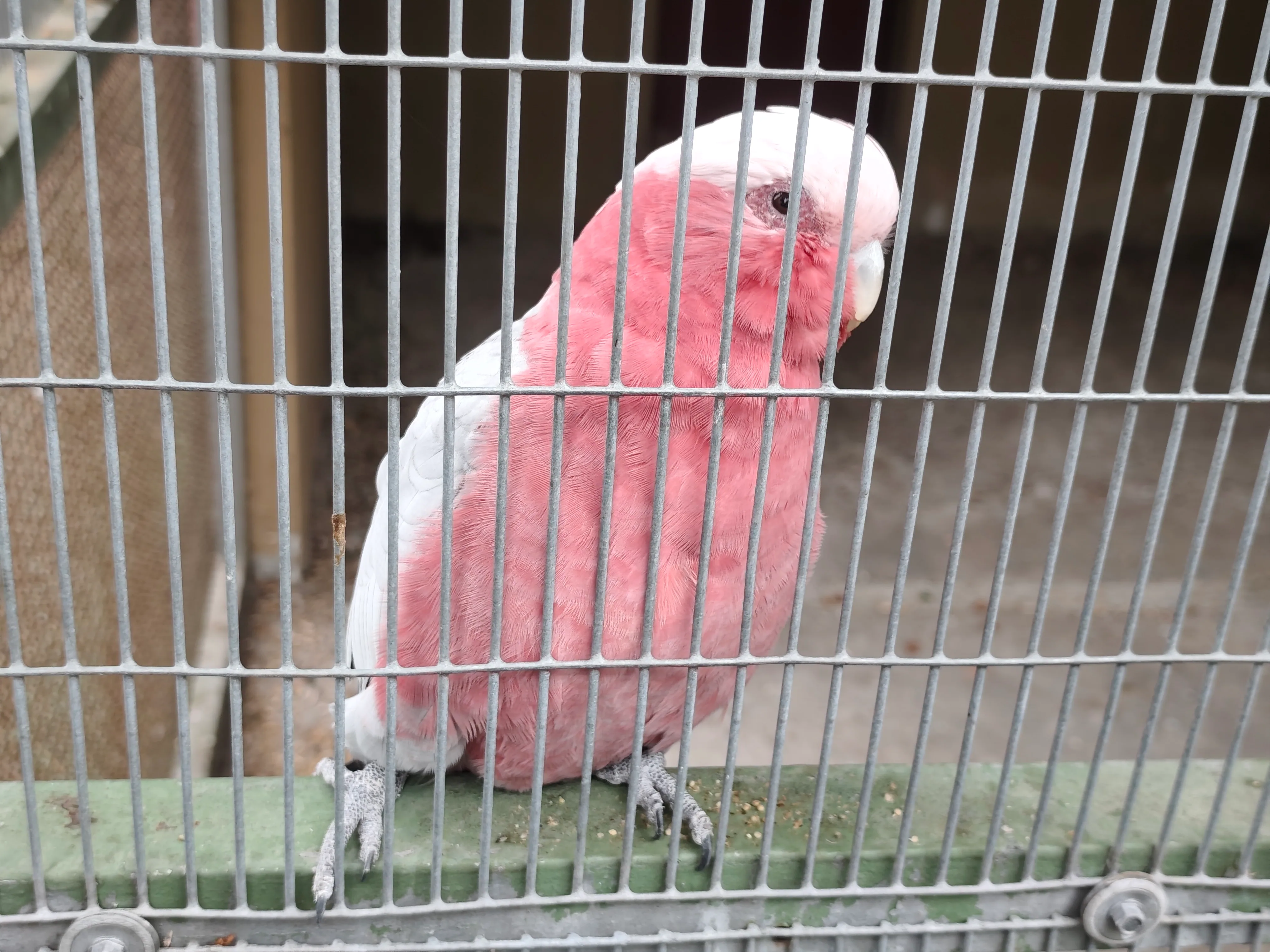 Rosakakadu (Eolophus roseicapilla)