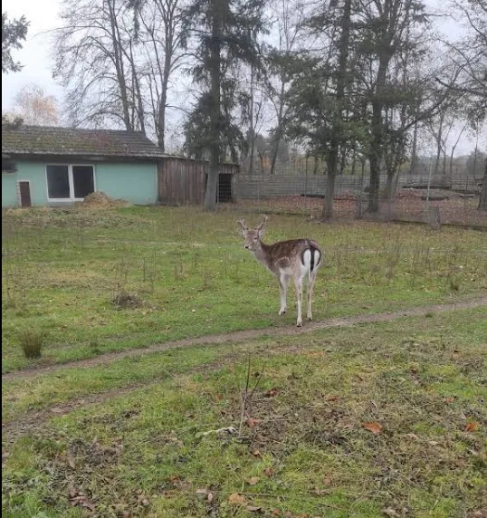 Damwild im Vogelpark Kirrlach