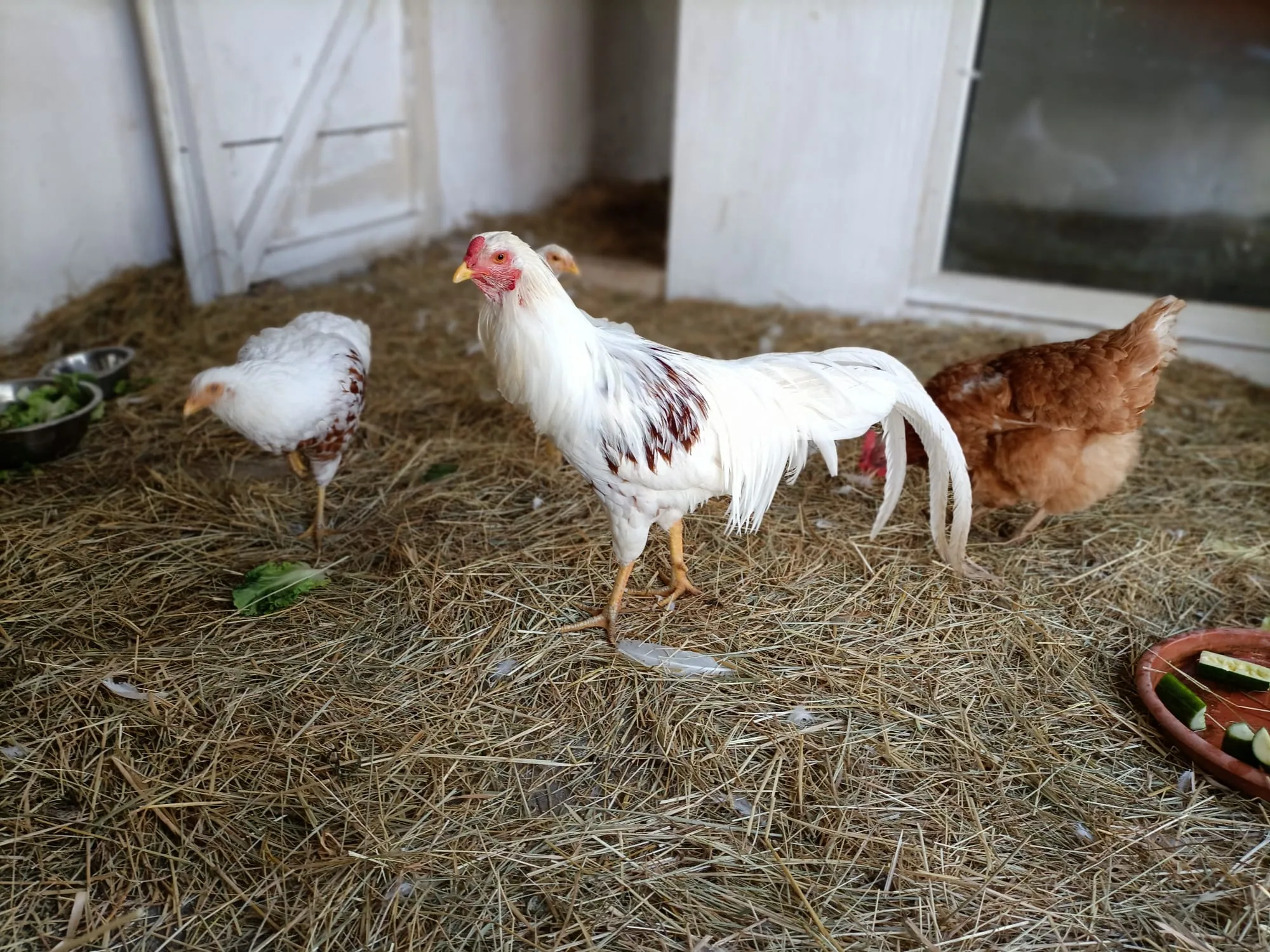 Haushuhn & Seidenhühner (Gallus gallus domesticus)