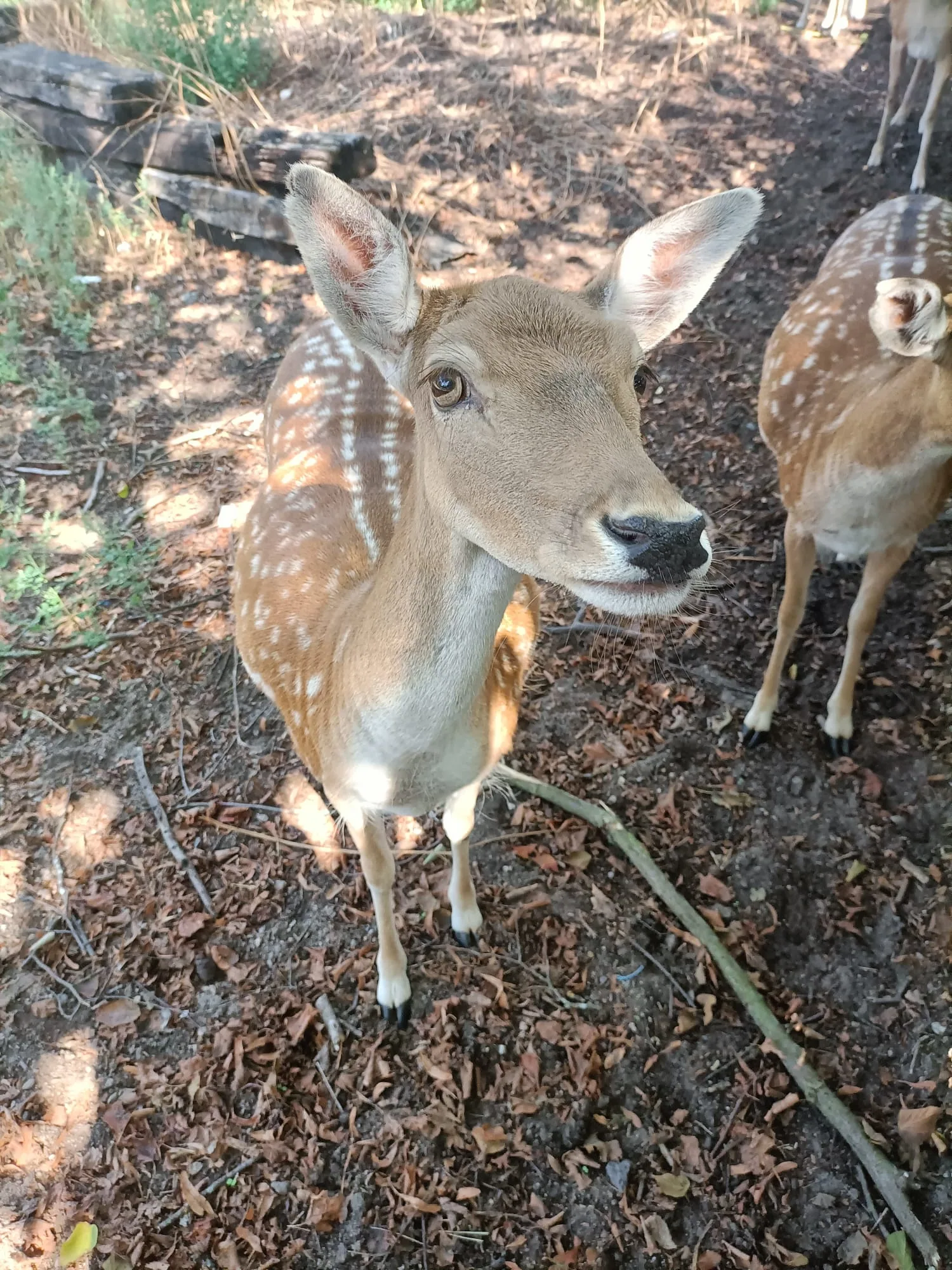 Damwild (Dama dama)