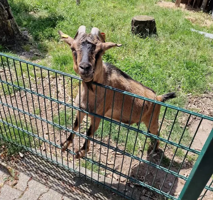 Westafrikanische Zwergziege (Capra hircus)